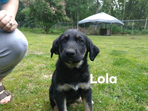 Lola