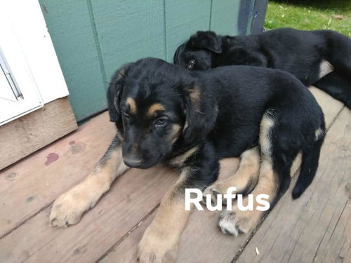 Rufus