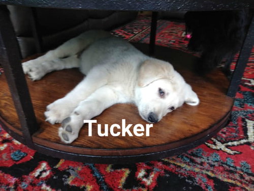 Tucker