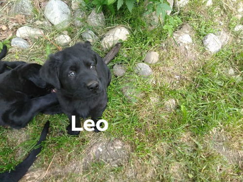 Leo