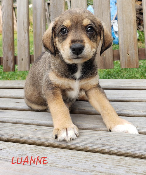 Luanne
