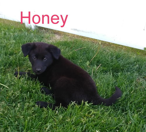 Honey