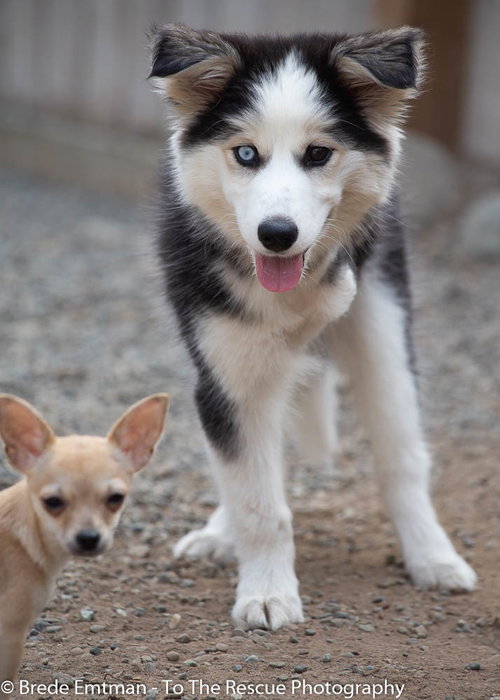 Tundra