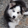 Tundra