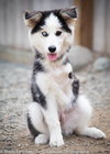 Tundra