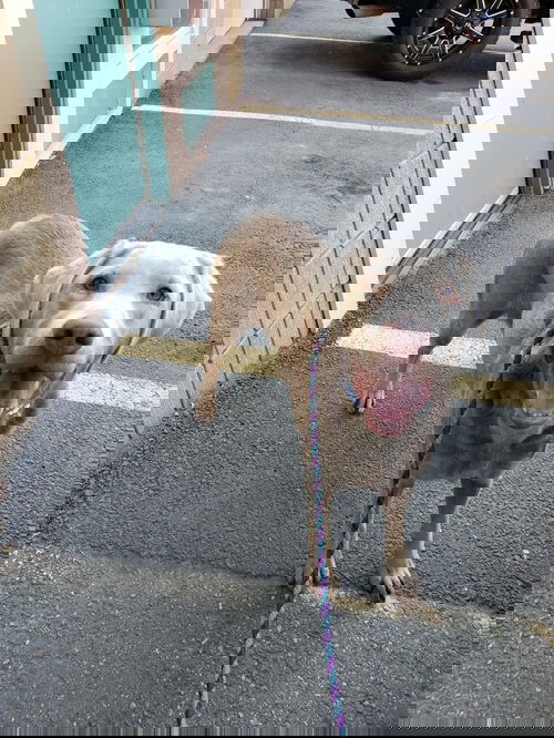 Bala