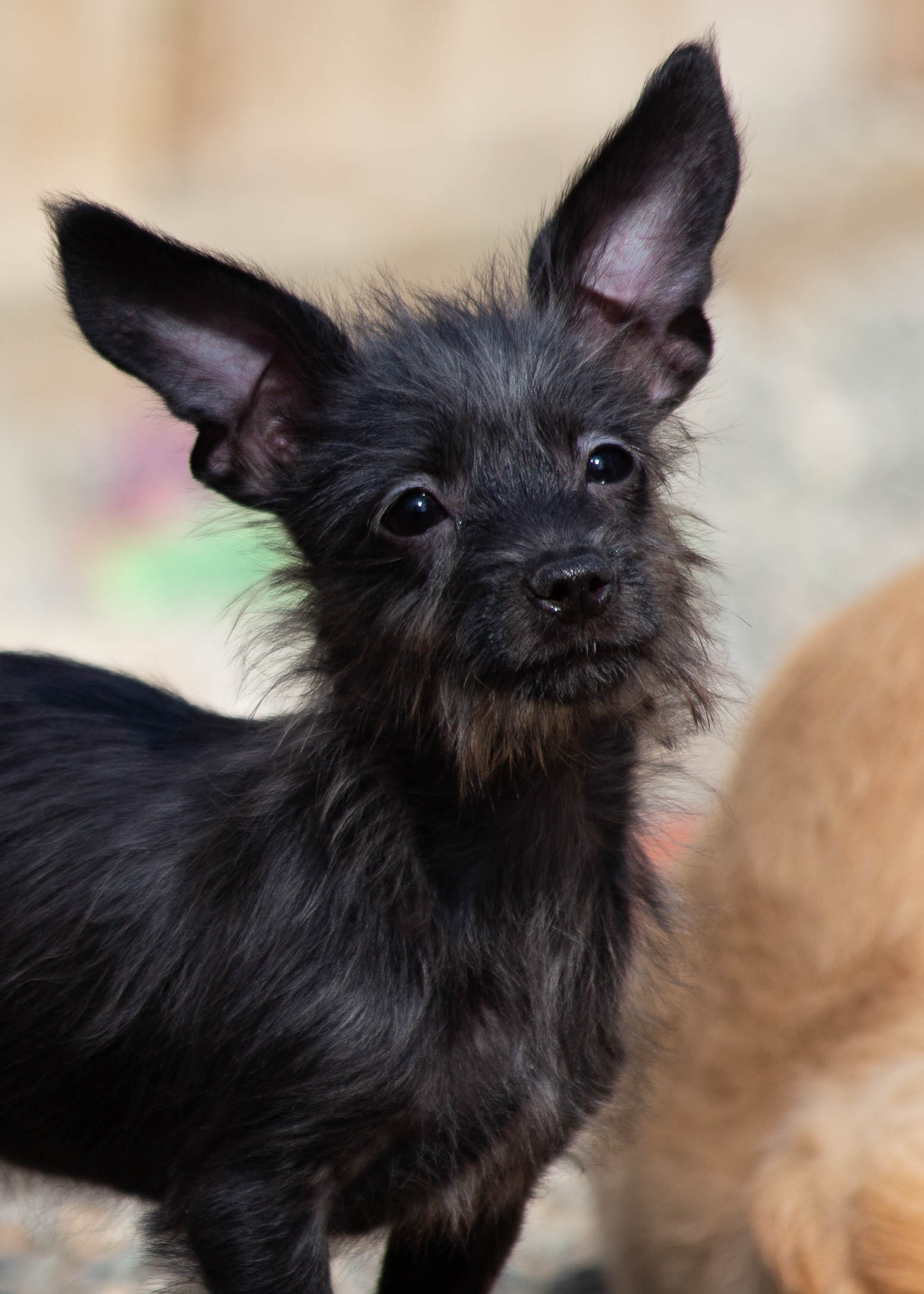 Scottie chihuahua hot sale mix