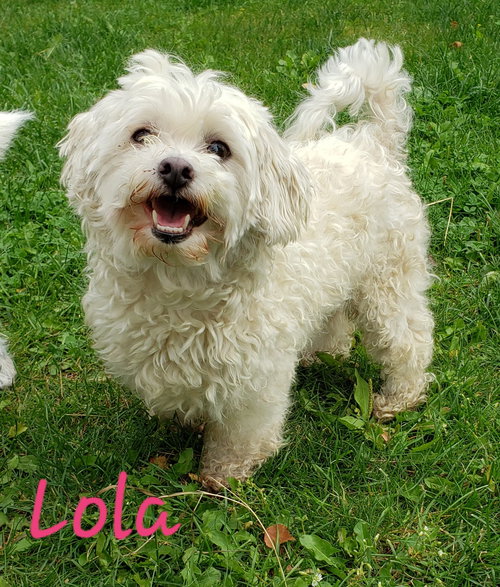 Lola