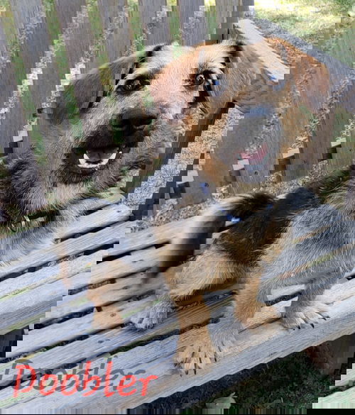 Doobler