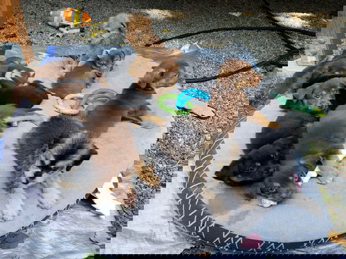 Dos