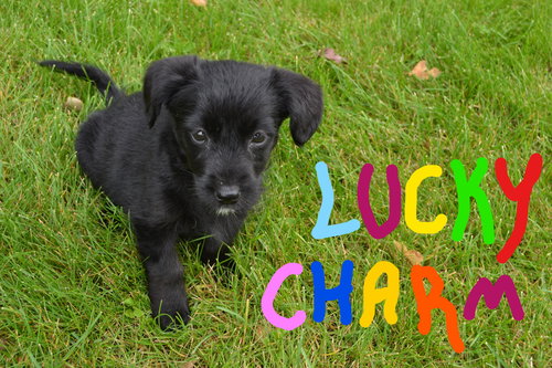 Lucky Charm