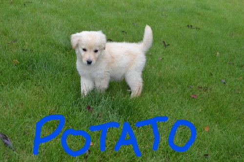 Potato