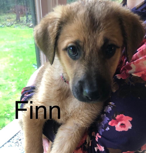 Finn