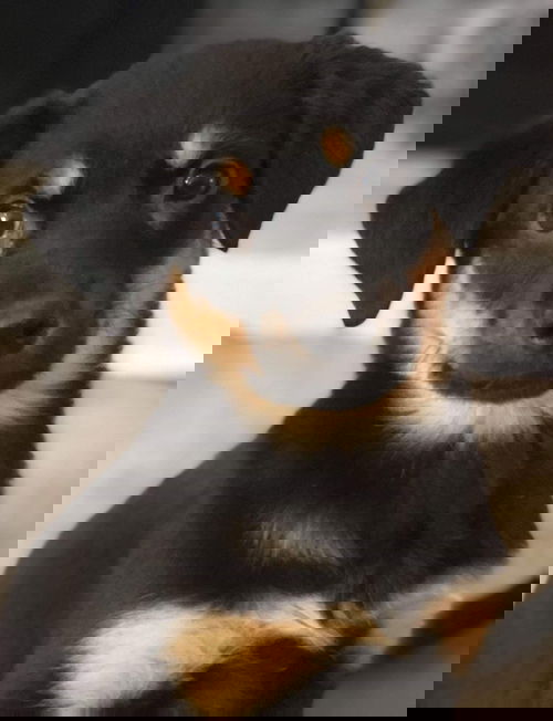 Nueve