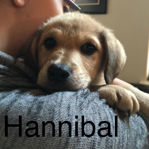 Hannibal