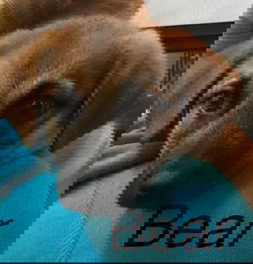 Bear