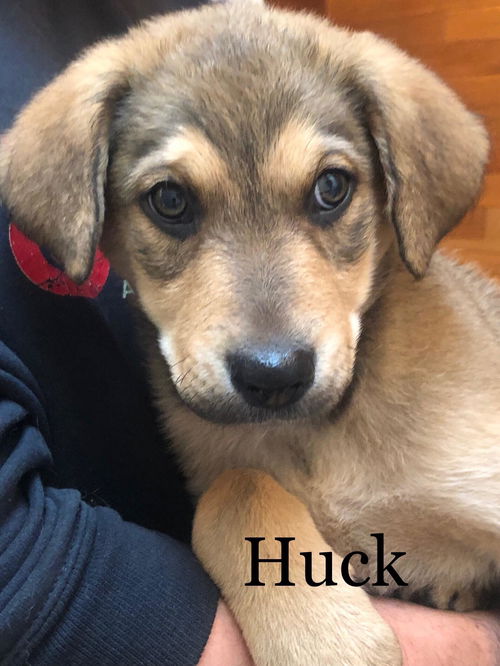 Huck