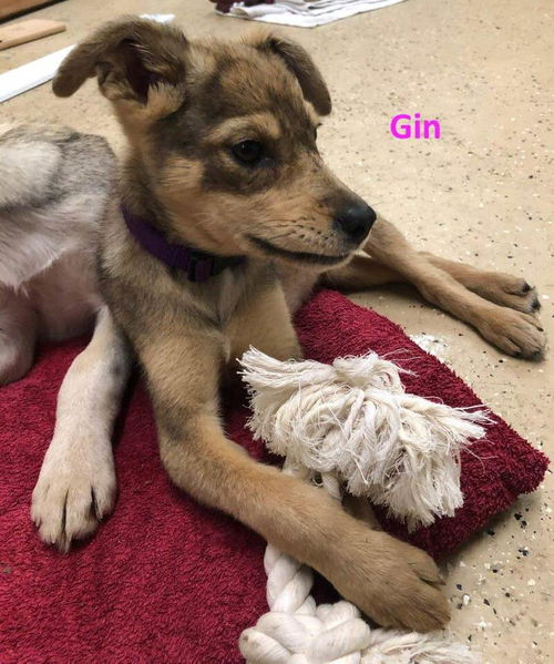 Gin