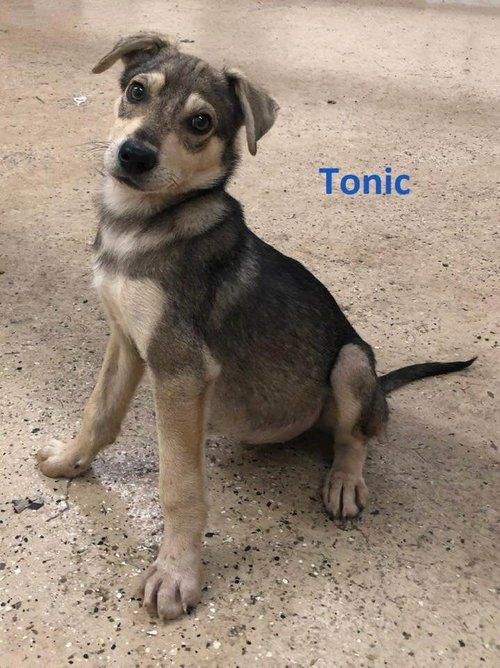 Tonic