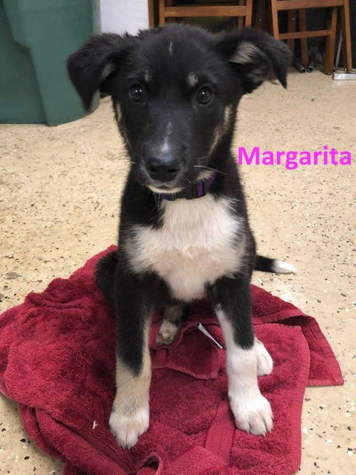 Margarita