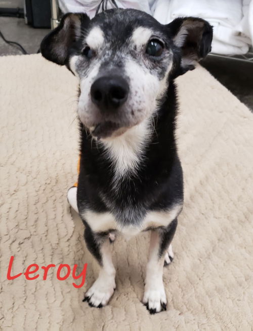 Leroy