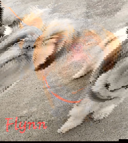 Flynn