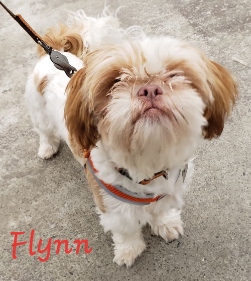 Flynn