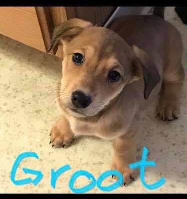 GROOT