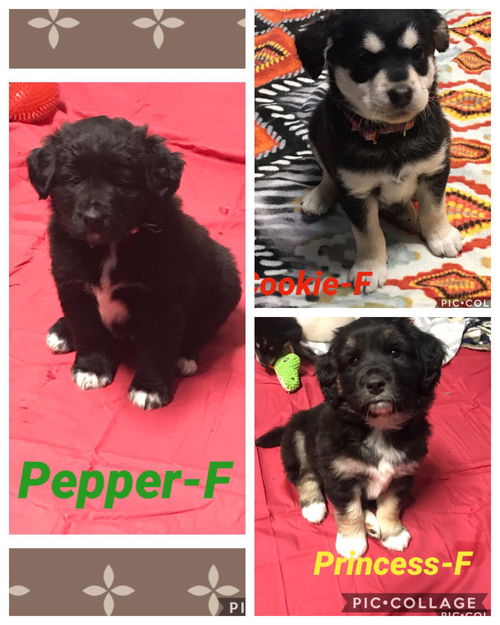 Pepper