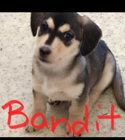 Bandit