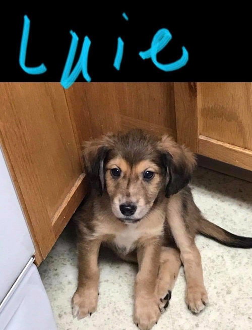 Louie