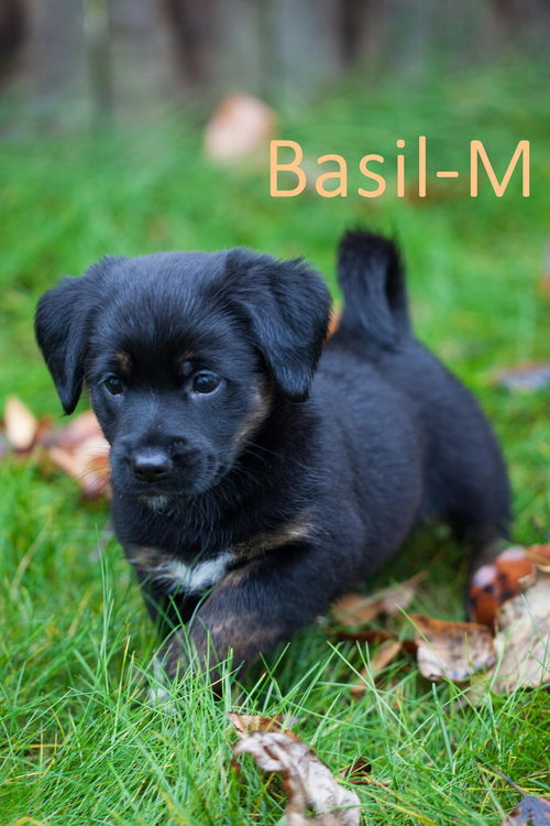 Basil