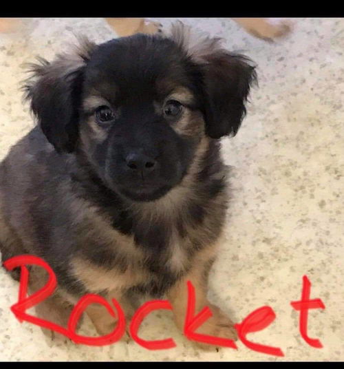 Rocket