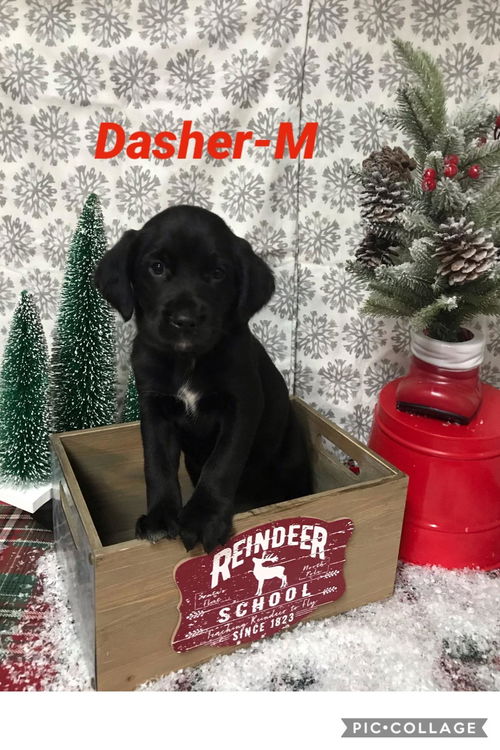 Dasher