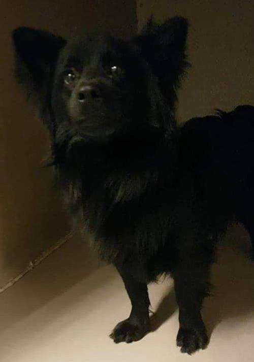 Loki