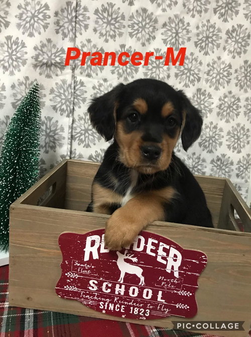 Prancer