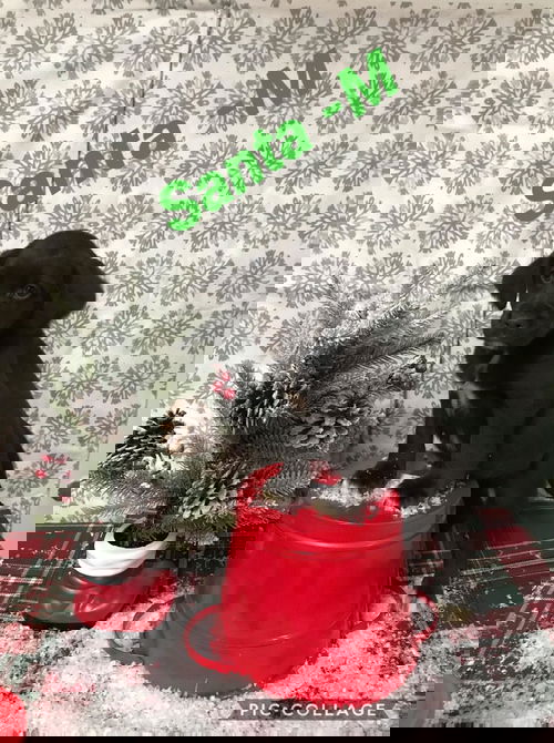 Santa