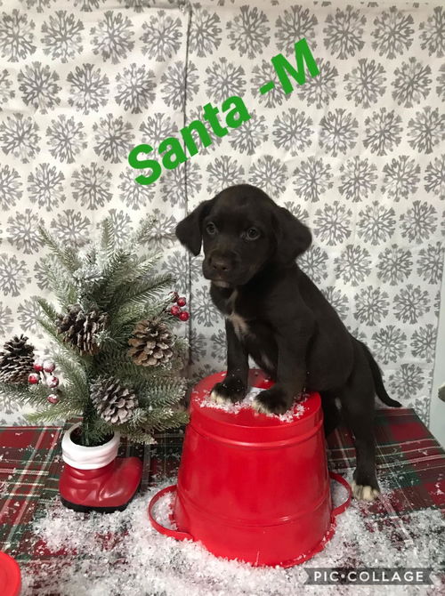 Santa