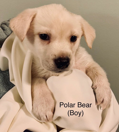 Polar Bear