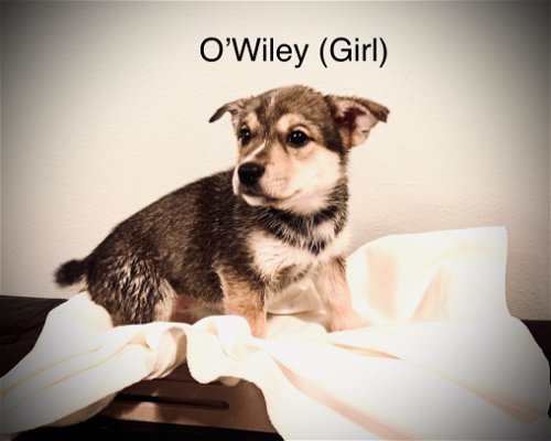 O'Wiley