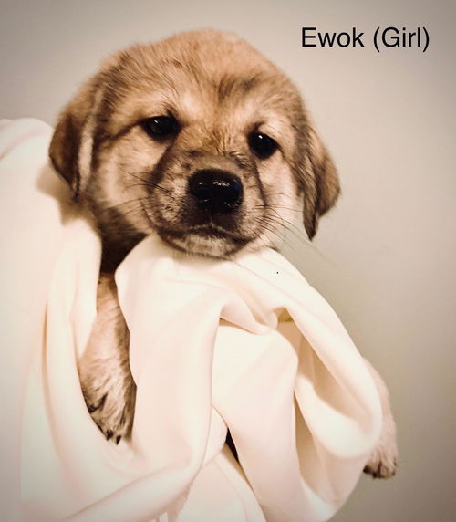 Ewok