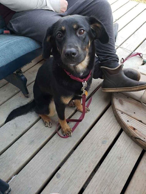 Piper