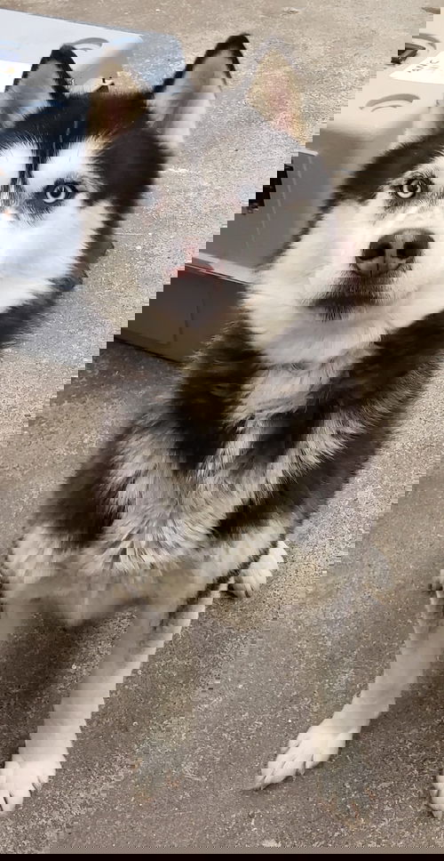 Dante