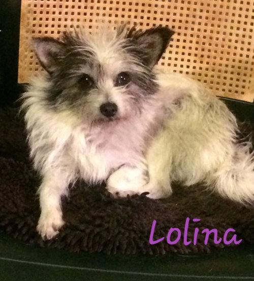 Lolina