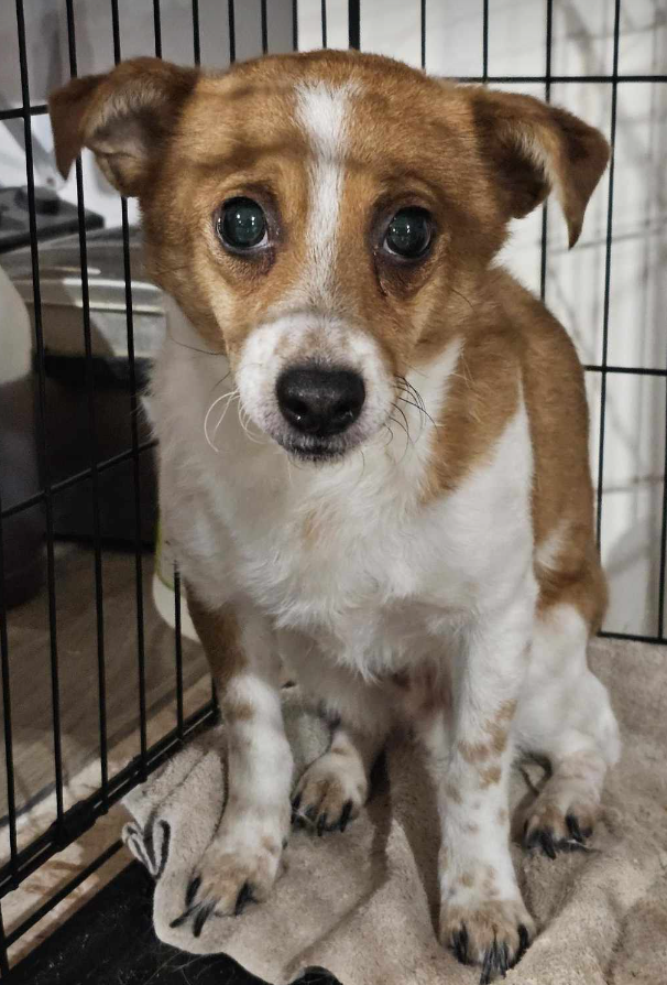 adoptable Dog in Anchorage, AK named Harry