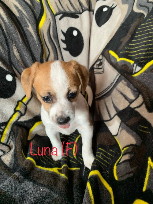 Luna