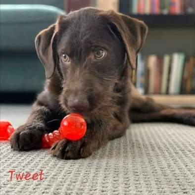 Tweet