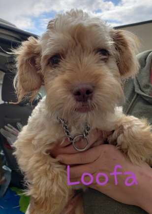 Loofa