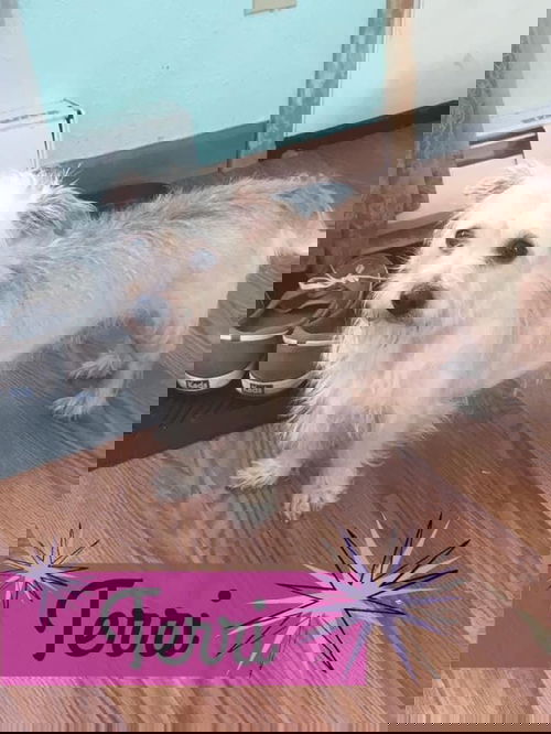 Teri
