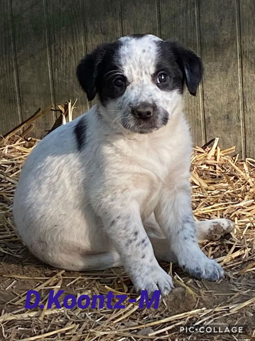 AUTHOR LITTER 1